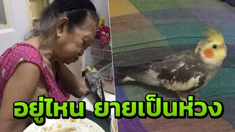 กลับบ้านเถอะลูก! คุณยายตรอมใจ วอนคนช่วยตามหาหลัง 'นกสุดที่รัก' บินหาย