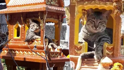 นี่ศาลตายายนะแก! พบ 'แมวสุดคาวาอิ' ทำหน้าสงสัย 'มีอะไรหรือมนุษย์' (คลิป)