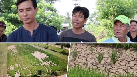 'แล้งหนักข้าวรอวันตาย' ชาวบ้านขอนแก่นวอนช่วยชุบชีวิตที่นากว่า 1 พันไร่