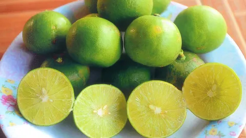 “มะนาวแป้นดกพิเศษไร้หนาม” ผู้ปลูกชอบ