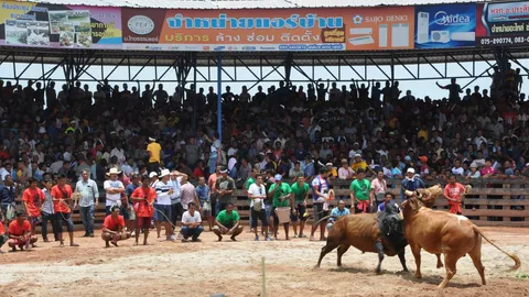 คนดูนับพัน ศึกวัวชน คนกล้า มาลีฮวนน่า การกุศล หาเงินช่วยทหารใต้