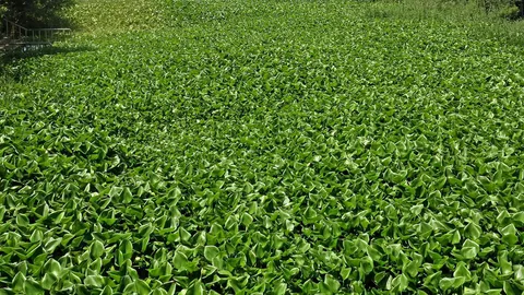 ผักตบแน่นคลอง บ้านริมคลองเดือดร้อน น้ำเริ่มเน่าเหม็น ใช้อุปโภคไม่ได้