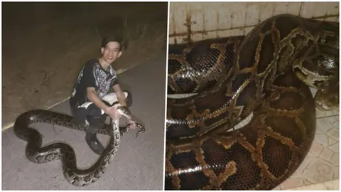 นางน่ารัก! หนุ่มเล่าเรื่องช่วย งู นอนป่วยบนถนนจนรอดตายได้ลูกเป็นของแถม