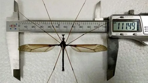 ว้าย! ยุงยักษ์ตัวใหญ่ปีกยาว