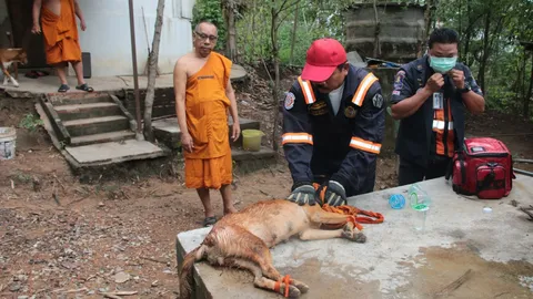 น้องหมาสุดซวย โดนฝูงลิงป่ารุมขย้ำ เป็นแผลฉกรรจ์ หนอนไชเต็มหลัง 