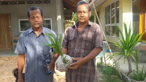 พระบอกจะให้โชค มะพร้าวแปลก ออก 3 ยอด เอากลับบ้านลูบแป้ง เจอเลขโผล่!