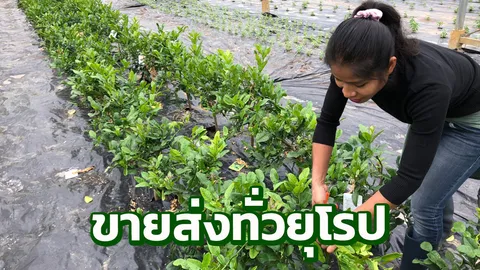 ตีแผ่ชีวิตสาวไทยใจสู้ ปลูกเพาะพันธุ์ผักไทยขายในเบลเยียม