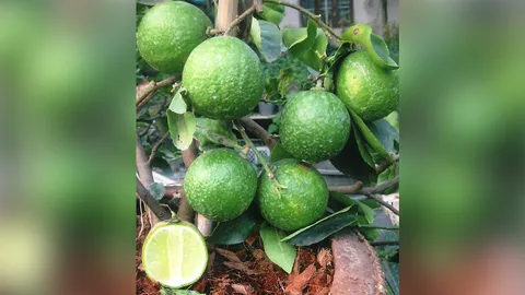 “มะนาวทูลเกล้า” ไม่มีเมล็ดคนปลูกชอบ