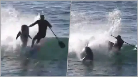 ชายออสซี่เหวอ! ล่องแพดเดิลบอร์ดอยู่ดีๆ เจอโลมากระโดดชนตกทะเล (คลิป)