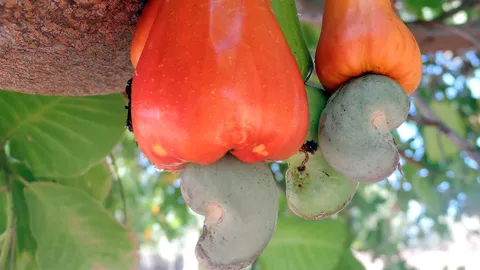 “มะม่วงหิมพานต์” กับสรรพคุณน่ารู้