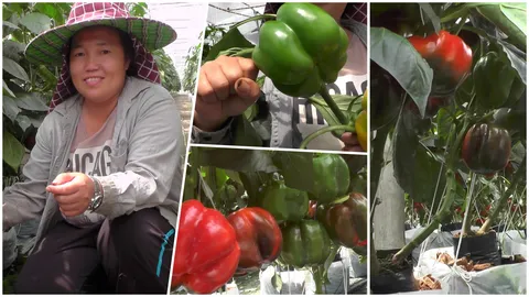 เกษตรกรลำปาง ปลูกพริกหยวกดอยแม่แจ๋ม ได้ผลผลิตดี สร้างรายได้งาม (คลิป)