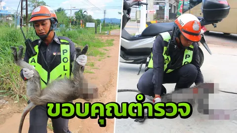เก๋งขาวตีนผี ซิ่งรถหนี หลัง 'ชนลิงป่าดับ' กลางถนนพัทยา ตร. อุ้มร่างฝัง 