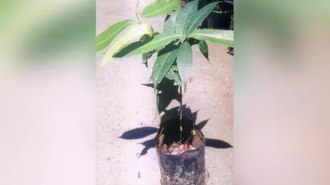 “ต้นชุมแสง” สรรพคุณและความเชื่อดี