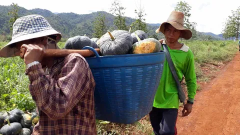 จ่ายค่าเทอมลูก! ราคาฟักทองดิ่งลงเหว เกษตรกรน้ำตาตก ตัดใจขายแม้ขาดทุน