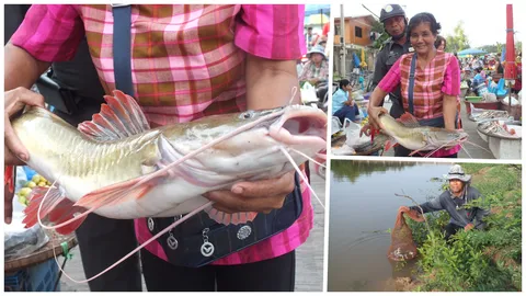 เปิดน้ำเขื่อนพิมาย ชาวบ้านตกได้ปลากด ตัวใหญ่กว่า 3 กก.  