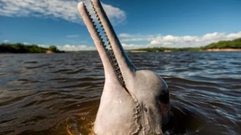 โลมาแม่น้ำอเมซอน เผชิญเสี่ยงสูญพันธุ์