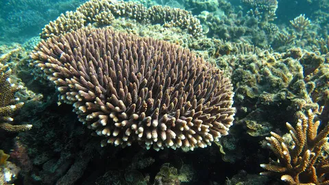 นักวิทยาศาสตร์ค้นพบสัตว์ทะเลผลิตโอเมก้าทรี