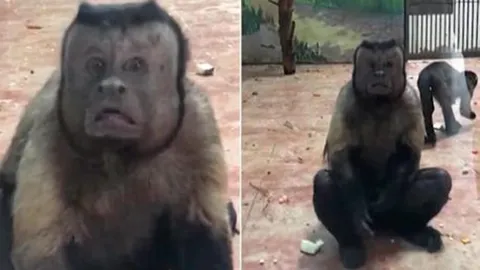 ฮือฮาลิงหน้าเหมือนคน (คลิป)