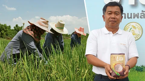 เดินหน้าแปลงใหญ่...กข 43 ทำนาให้ตรงจริตผู้บริโภค