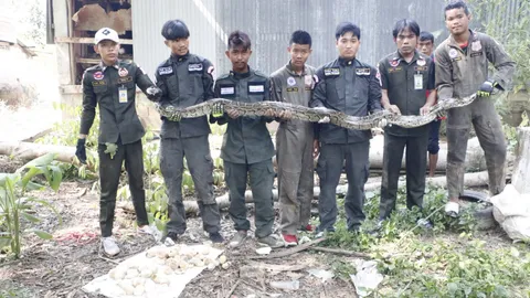 ลองคลำดูแทบช็อก! งูหลามยักษ์กว่า 3 ม. ซุกโกดังร้าง ฟักไข่ 60 ฟอง 