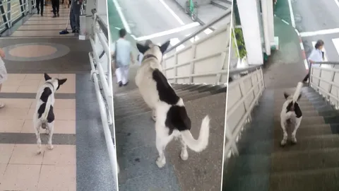 น่ารักอ่ะ! ตูบพิการแสนรู้ ข้ามสะพานลอย-ทางม้าลาย ปลอดภัยไว้ก่อน (คลิป)