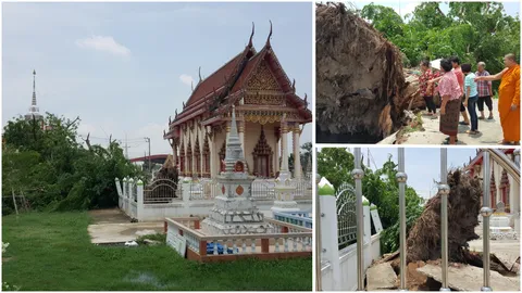 เจ้าอาวาส ยัน ไม่ใช่อาเพศ ต้นประดู่ยักษ์ อายุกว่า 100 ปีโค่น 