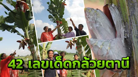 ชาวบ้านแห่ดูกล้วยตานีแปลก ออก 4 ปลี 2 หน่อ ตีเลขเด็ดหวังรวยงวดนี้