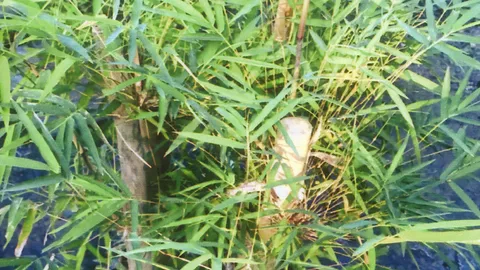 “ไผ่รวกหวาน” หน่อดกตลาดต้องการสูง