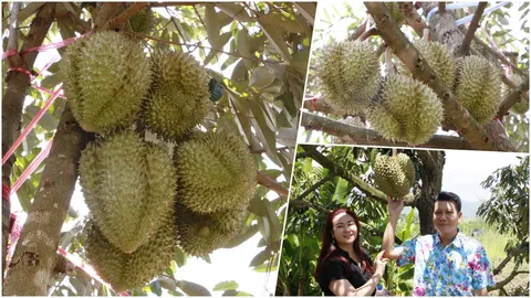 อะไรเอ่ย? ไม่จองไม่ได้กิน ของเค้าดี ทุเรียนหมอนทองกำแพงเพชร