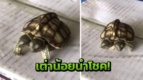 แห่ลูบหาเลข เต่าน้อยนำโชคที่สิงห์บุรี ฟักออกมา มี2หัว2หาง  (คลิป)