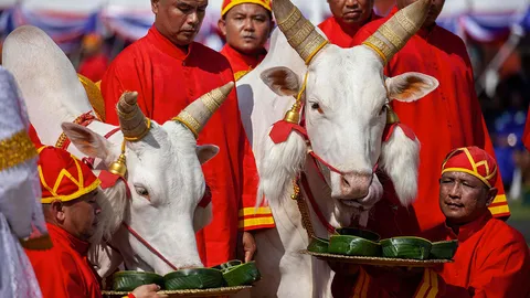 พระโคเสี่ยงทาย น้ำท่าบริบูรณ์