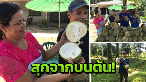 ทุเรียนบ้านทับปริก ของดีกระบี่ มรดกความอร่อย พ่อปลูกลูกขาย 
