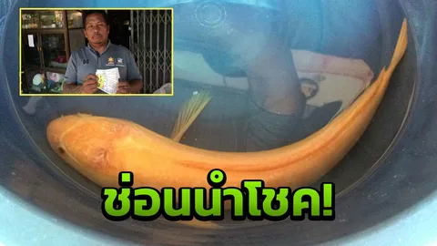 แอบดูหวยเด็ด ปลาช่อนสีทอง เจ้าของถูกลอตเตอรี่ถี่ยิบ 