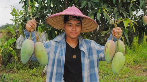 หนุ่มสุโขทัย ปลูกมะม่วงพันธุ์เขียวใหญ่แนวเกษตรอินทรีย์ ได้ผลผลิตดี 