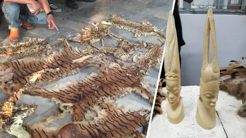 ลุยค้นบ้านที่หางดงของนักธุรกิจดัง ยึดซากสัตว์ป่าสงวน-งาช้าง