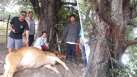 วัวก็ไม่รอด อยู่ใต้ต้นไม้ใหญ่ ฟ้าผ่าโดน ตายพร้อมลูกในท้อง
