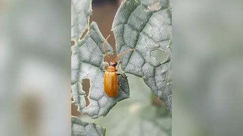 ระวังด้วงเต่าแตงแดง