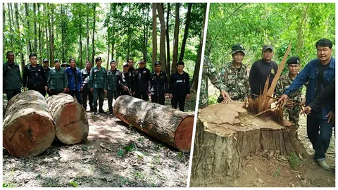 ใช้ช้างชักลาก ลอบตัดประดู่ยักษ์ 200 ปี ชาวบ้านสุดแสนเสียดาย 