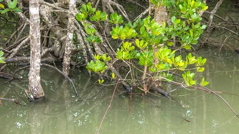 บริษัทยาดัง รุกชายเลน ชุดฉลามขาวตรวจเจอ 55 ไร่