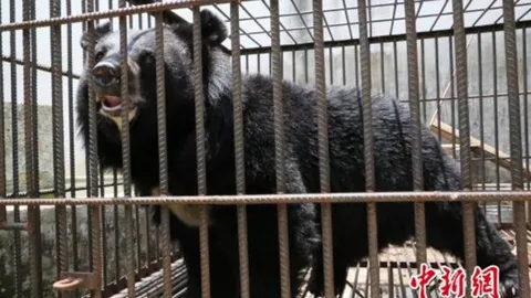 ครอบครัวจีนงง! ซื้อลูกหมามาเลี้ยง พอโตกลายเป็นหมีเฉย