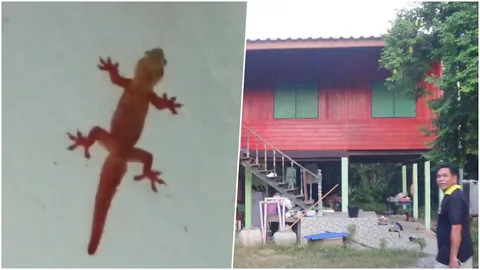 ฮือฮา! หนุ่มใหญ่ตื่นเต้นพบ 'จิ้งจกสีแดง' บอกเปลี่ยนสีได้แต่ไม่ใช่แบบนี้