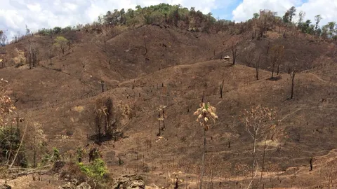 ภาพทางอากาศ ท่าสองยางป่าเหี้ยน ไม่ร้อน-แล้งยังไงไหว