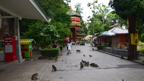 วัดถ้ำเสือวิปัสสนา หาทางแก้ลิงทำร้าย นทท. ปล่อยเกาะไม่ใช่ทางออก 