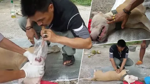 ผายปอด ปั๊มหัวใจช่วยพิทบูล กินงูเห่า ถูกพิษทำสลบ น้ำลายฟูมปาก