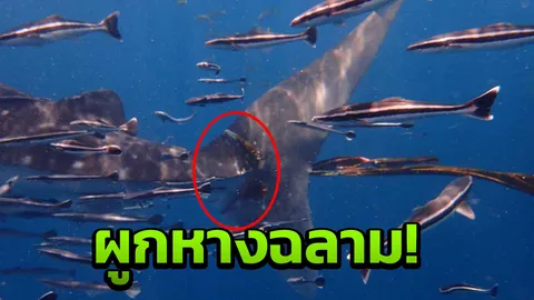 ปริศนา เชือกผูกหางฉลามวาฬ! ชี้อาจเคยถูกช่วยจากเรืออวนลาก 