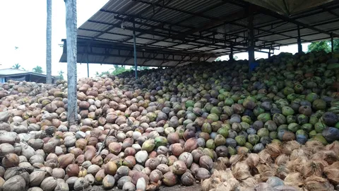 ล้งมะพร้าวครวญ ราคาแกว่งต้นทุนสูง เหลือ 6 บาท ชาวสวนอยู่ไม่ได้ 