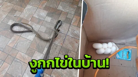 งูน้อย กับไข่7ฟอง! คอหวยตาโตไม่เคยเห็น เลื้อยมาฟักในบ้านคน 