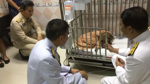 องค์หริภา ทรงช่วยเหลือ-รับเลี้ยงสุนัขจรจัด ตั้งชื่อ เจ้า ‘รีโม่’ 