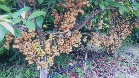 "มะไฟทองสยาม" ใหญ่ดกหวานมีกิ่งตอนขาย