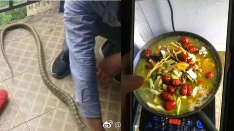ชะตาขาด! งูบุกหอพัก นศ.จีนไม่กลัวแถมจับตุ๋นทำสตูอร่อยเหาะ